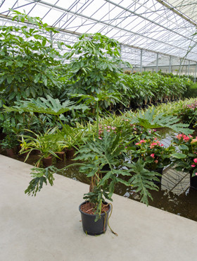 Philodendron selloum