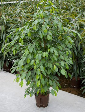 Ficus benjamina 
