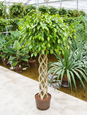 Ficus benjamina Säule gelochten