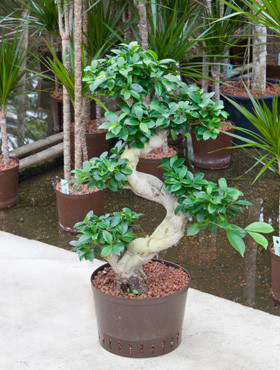 Ficus microcarpa compacta Bonsai