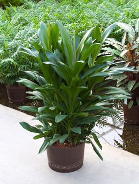 Cordyline glauca 5pp