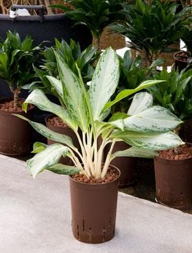 Aglaonema Golden Bay