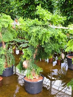 Araucaria cunninghamii Bonsai