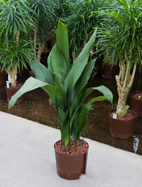 Aspidistra elatior