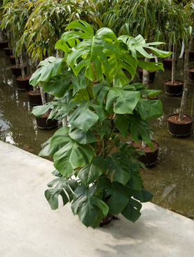 Philodendron pertusum