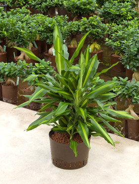 Dracaena Kopf 3pp