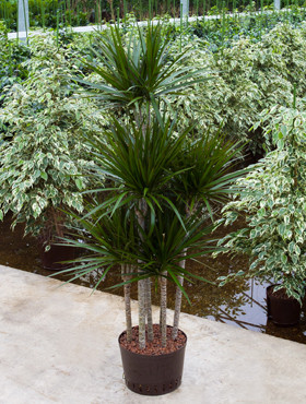 Dracaena mariginata Coroussell