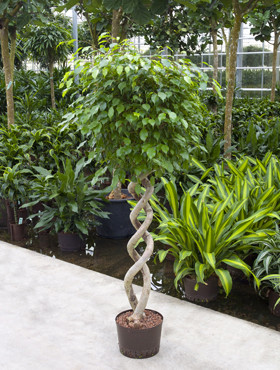 Ficus 2 Stamm gedreht
