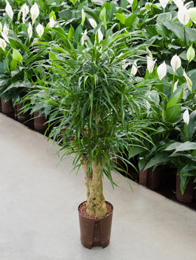 Dracaena Antita verzweigt