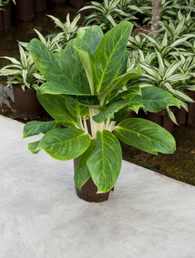 Aglaonema King of Siam