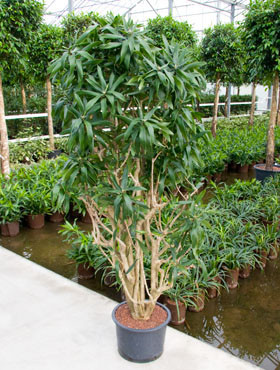 Dracaena reflexa verzweigt