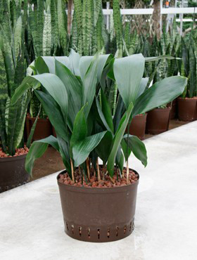 Aspidistra elatior
