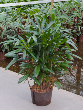 Rhapis excelsa