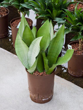 Sansevieria Moonshine