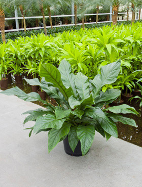 Anturium Jungle Bush