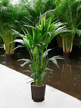 Kentia (Howeia) forsteriana