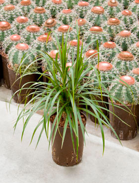 Dracaena mariginata Kopf 2pp