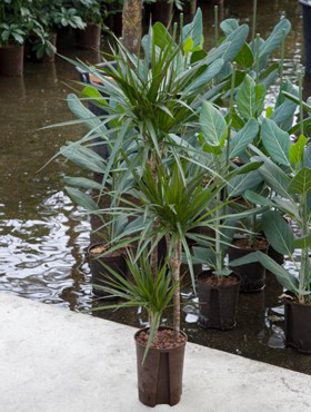 Dracaena mariginata 90 60 30cm