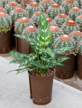 Aglaonema Maria