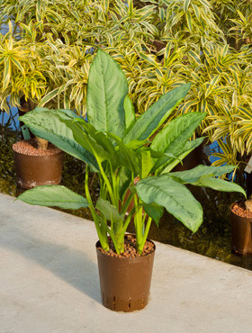 Aglaonema Emerald Beauty