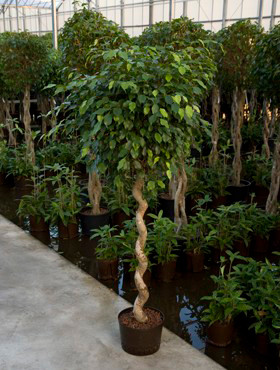 Ficus benjamina Stamm gedreht