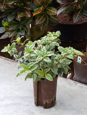 Ardisia variegata