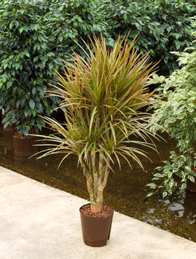 Dracaena mariginata Bicolor verzweigt