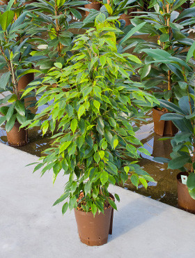 Ficus Anastacia
