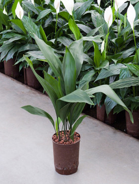 Aspidistra elatior