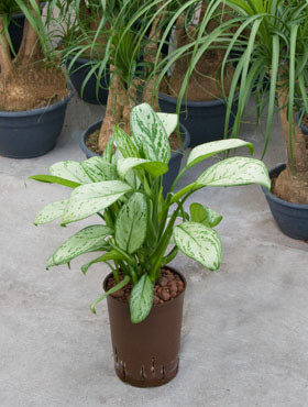 Aglaonema Maria Christina