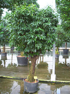 Ficus Columnar Stamm