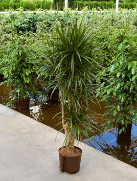 Dracaena mariginata verzweigt