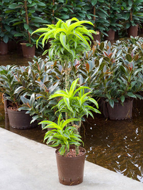 Dracaena Lemone Surprise 60 30 15cm