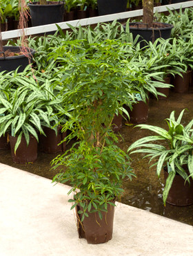 Schefflera louisiana Busch
