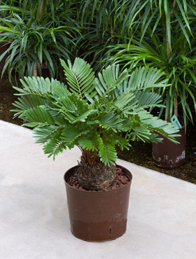 Zamia floridiana