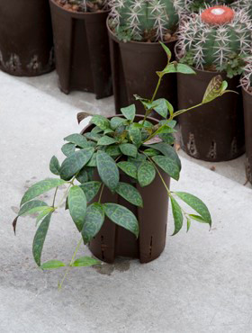 Aeschynanthus marmorathus