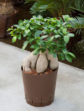 Ficus gineng