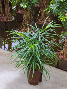 Dracaena Anita 4pp