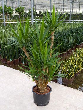 Yucca verzweigt