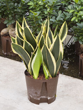Sansevieria futura Superba