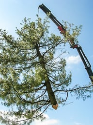 Bäume fällen (nachher)