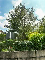 Bäume fällen (vorher)