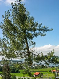 Bäume fällen (nachher)