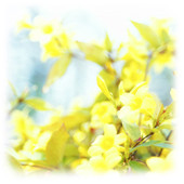 天然ジャスミンの香り