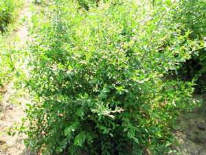 刈り取り前のヘナ