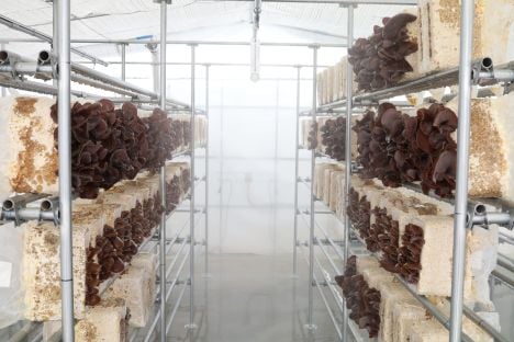 【メディア掲載】テレビ埼玉「埼玉ビジネスウォッチ」で弊社の「きくらげ栽培」が紹介されます！