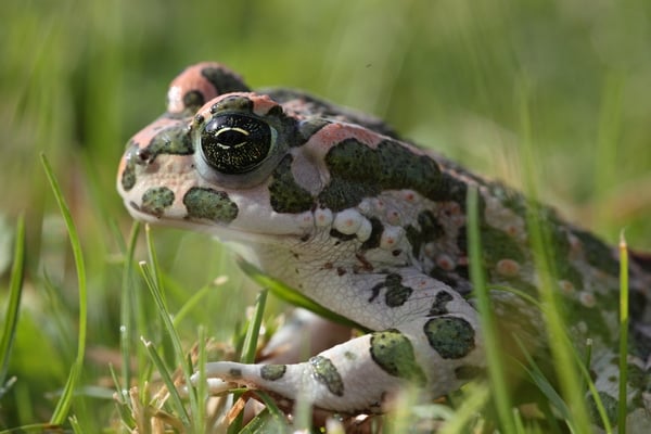 Foto: Wechselkröte/LBV Andreas Hartl