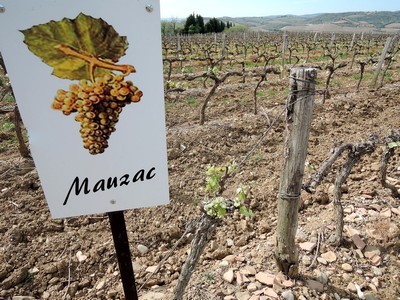 Un des quatre cépages du vignoble de Limoux, 100% de Mauzac pour faire la Blanquette du Limoux., méthode ancestrale.