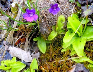 La Grassette, plante insectivore