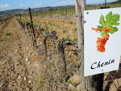 Un des quatre cépages du vignoble de Limoux. Le Chenin est ajouté à la Blanquette, mais surtout au Crémant.